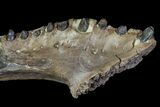 Crocodile Jaw With Teeth - Hell Creek Formation #81643-3